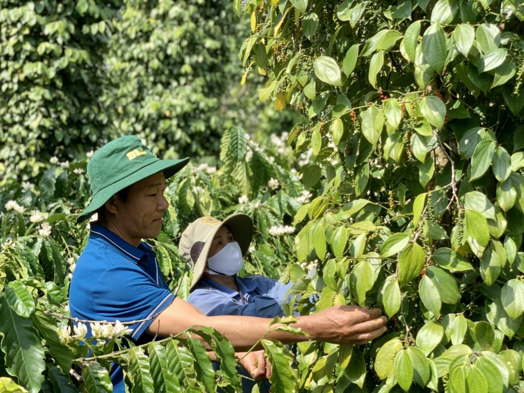 Giá tiêu hôm nay 11/12/2024: Giảm nhẹ ở Gia Lai