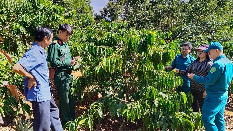 Huyện Đắk R'lấp có thổ nhưỡng phù hợp trồng các loại cây như hồ tiêu, cà phê, cao su, điều