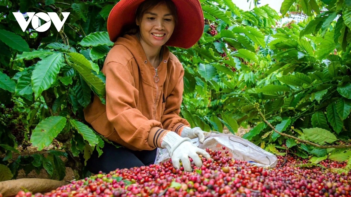 Nâng tầm nông sản Đắk Nông qua chương trình OCOP