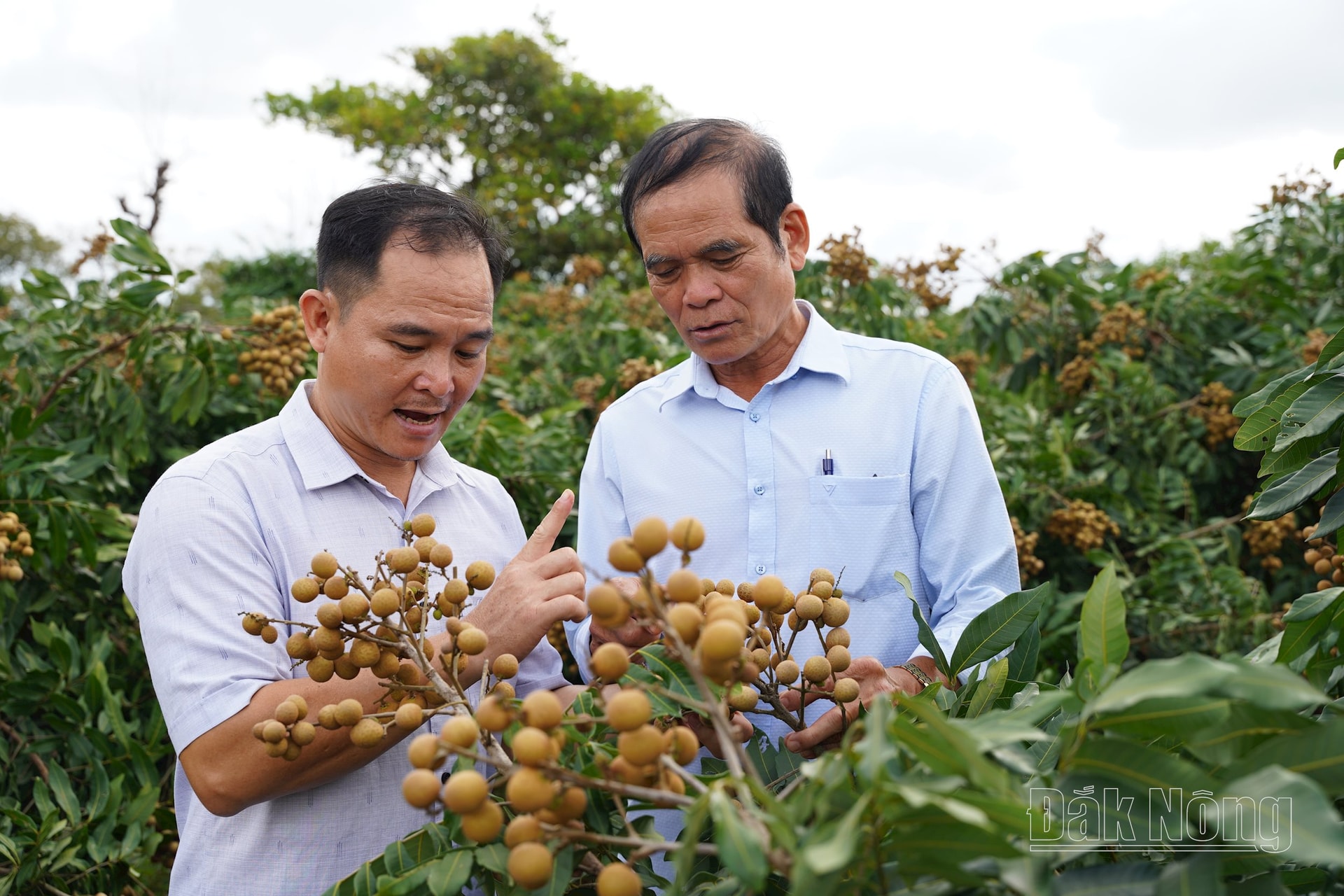 Người dân xã Nam Dong, huyện Cư Jút chú trọng chuyển đổi các mô hình sản xuất, ứng dụng tiến bộ khoa học kỹ thuật và đưa các loại giống cây trồng, vật nuôi có năng suất, chất lượng, có giá trị kinh tế cao vào sản xuất, chăn nuôi...