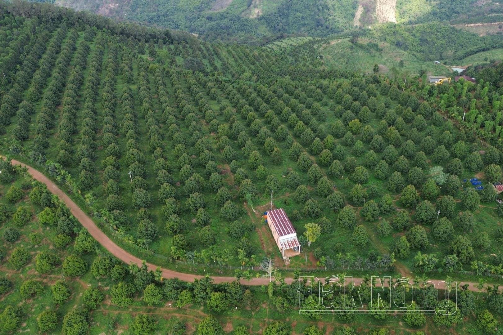 Vùng nguyên liệu phục vụ chế biến sản phẩm OCOP Đắk Nông ngày càng được mở rộng, chuẩn hóa tạo cơ sở phát triển bền vững cho nông sản