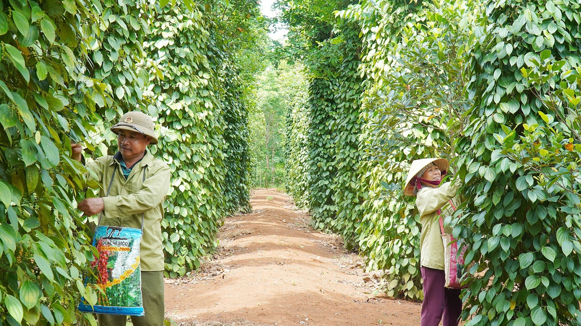 Giá tiêu hôm nay 26/1/2025: Giá tiêu Đắk Nông tăng nhẹ 200 đồng/kg