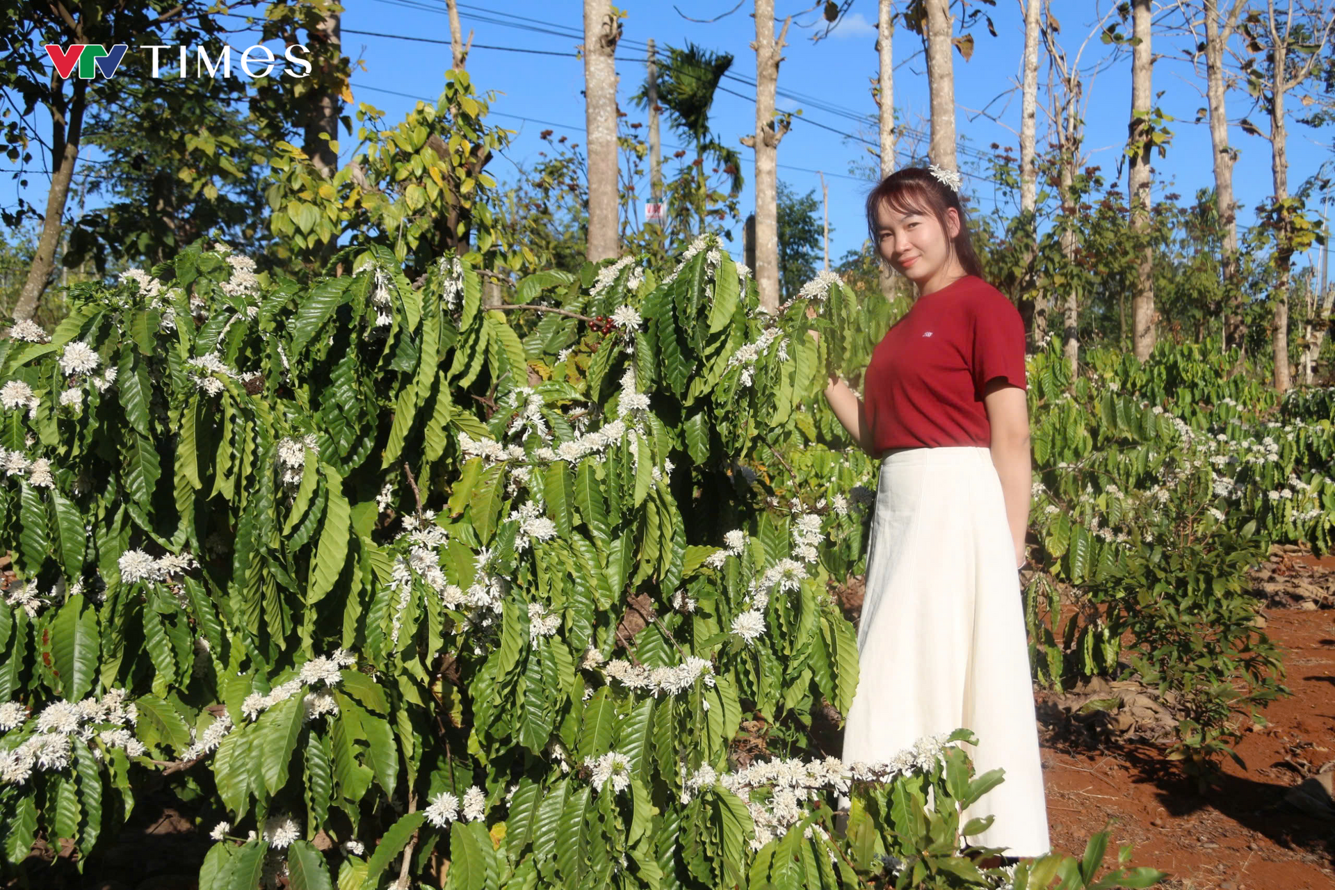 Hoa cà phê nở trắng xoá, toả hương thơm hút khách du lịch đến Đắk Lắk - Ảnh 2.