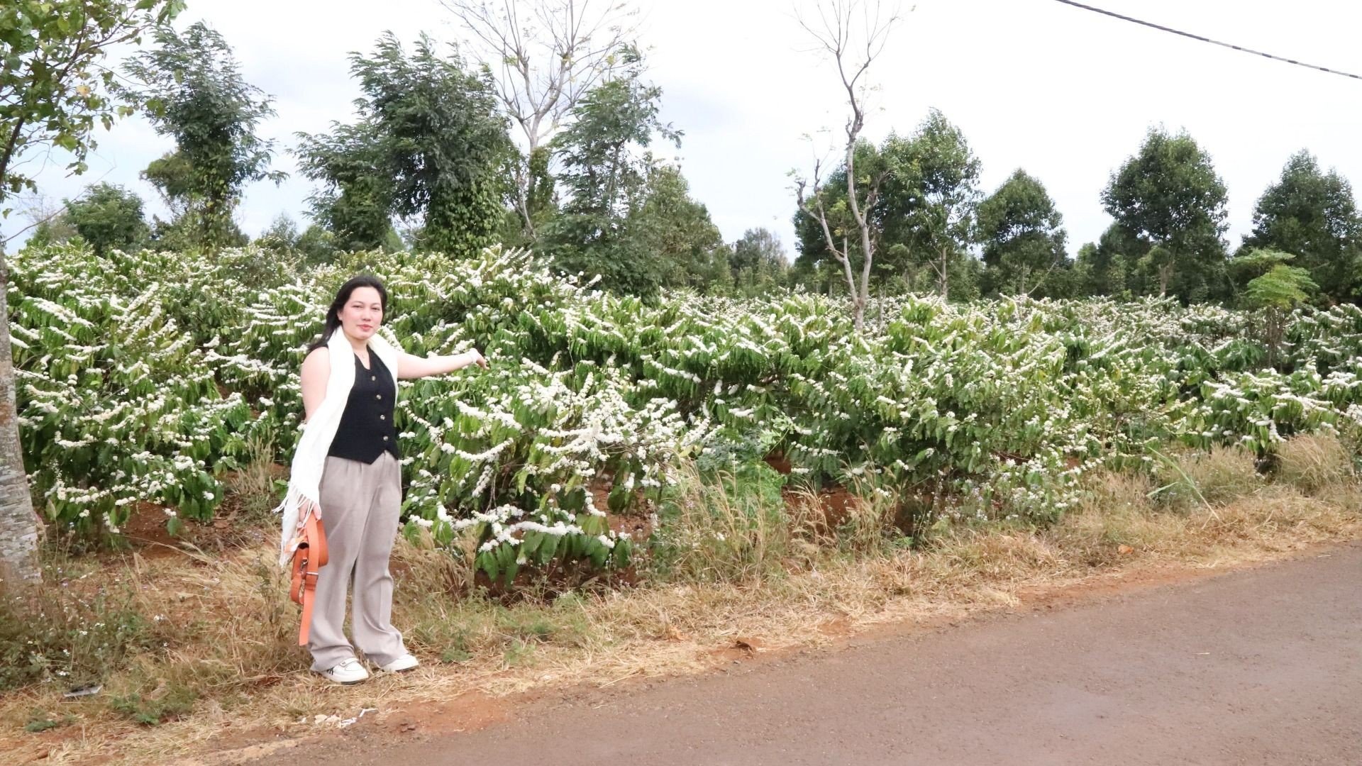 [Ảnh] Say đắm hương sắc mùa hoa cà-phê giữa đại ngàn Tây Nguyên ảnh 2