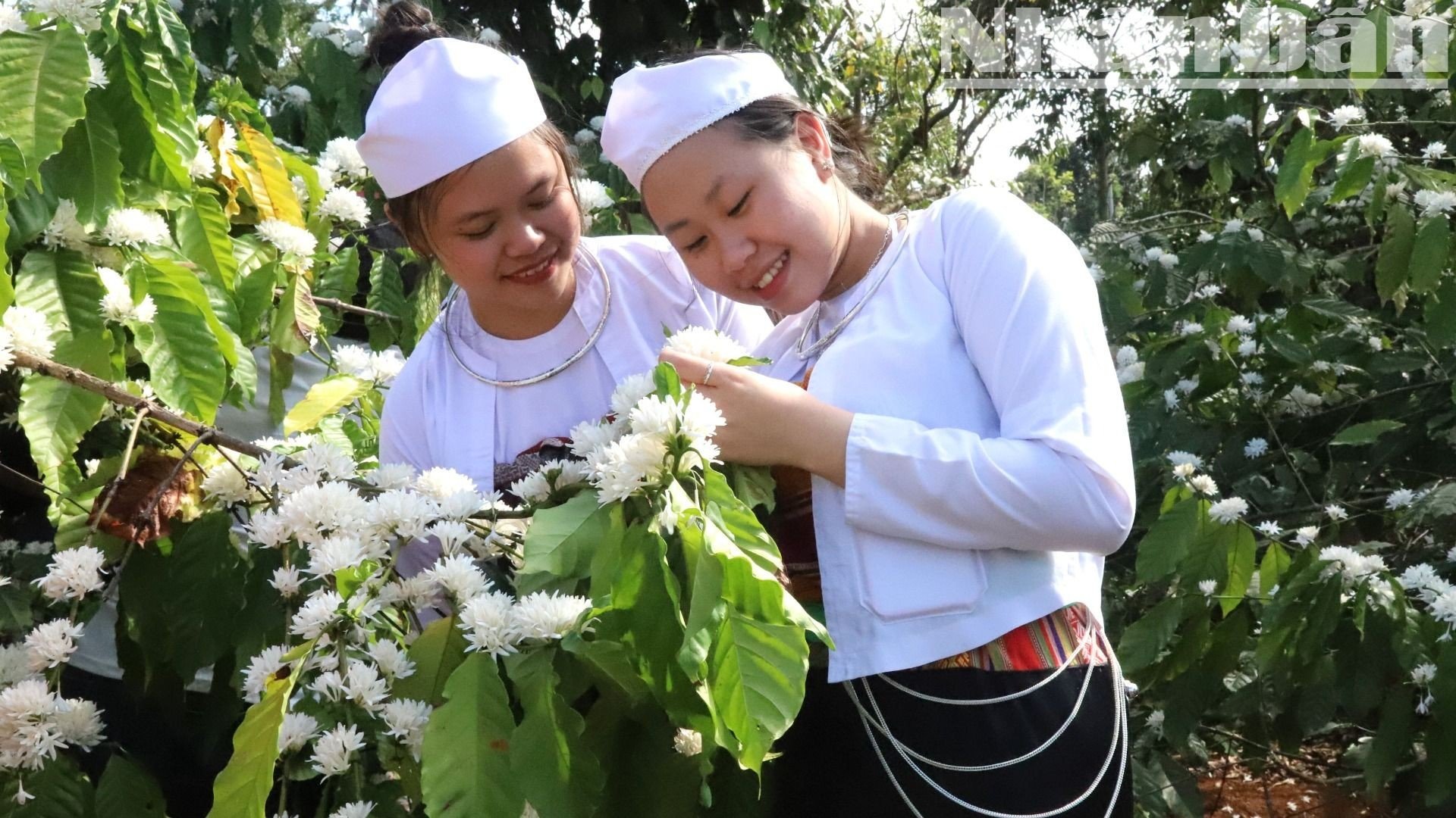 [Ảnh] Say đắm hương sắc mùa hoa cà-phê giữa đại ngàn Tây Nguyên ảnh 12