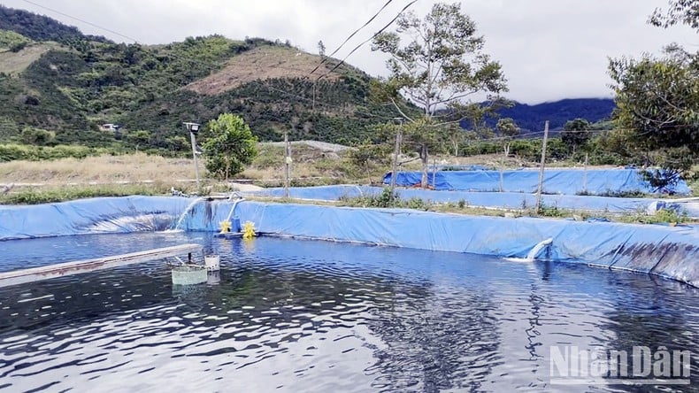 “Thủ phủ” cá nước lạnh tại Lâm Đồng lao đao vì nguồn nước suối dần cạn kiệt ảnh 3