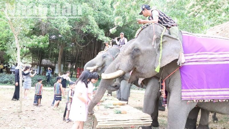 Đàn voi nhà ở huyện Buôn Đôn, tỉnh Đắk Lắk.