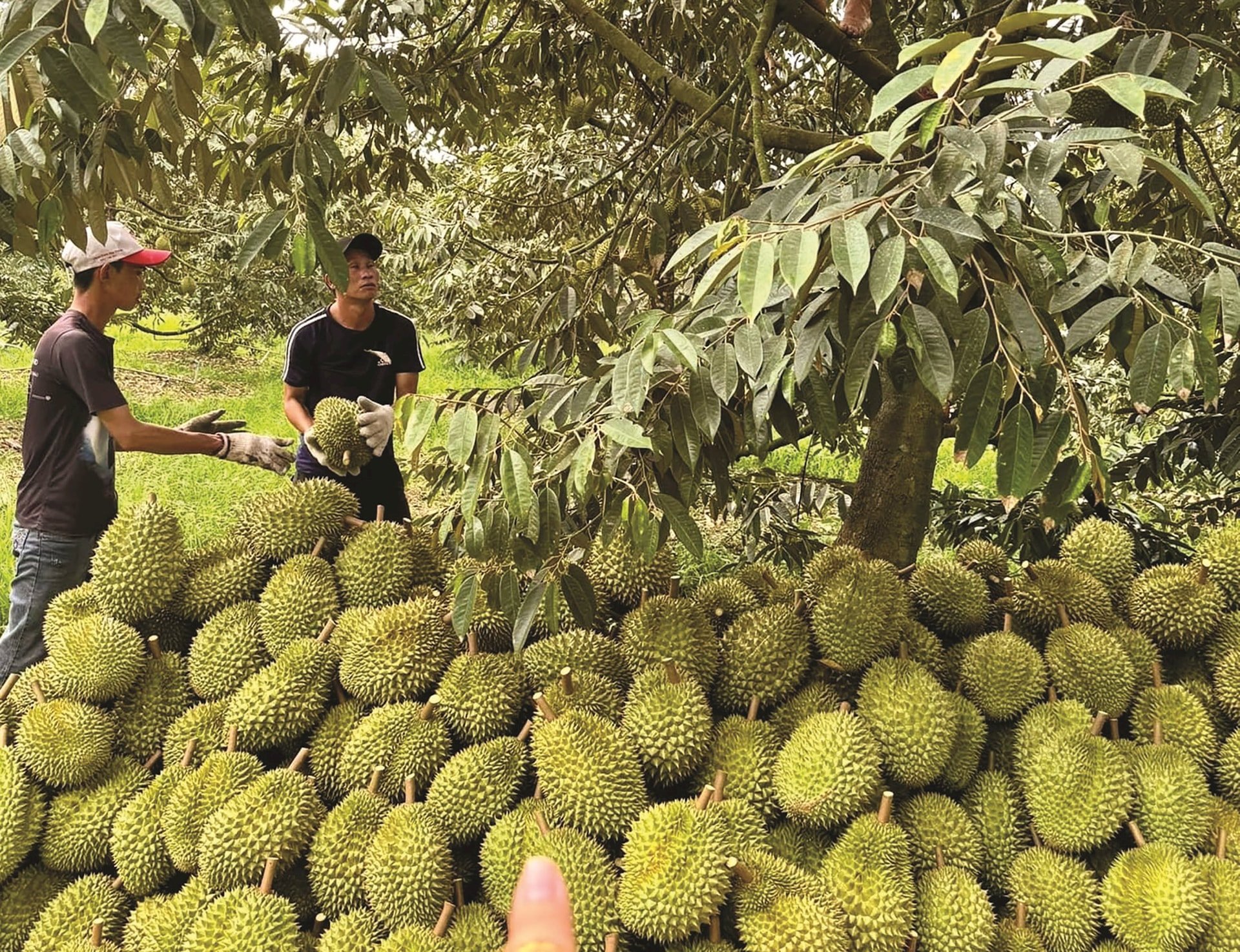 Giá sầu riêng hôm nay 212 Trên đà tăng trở lại