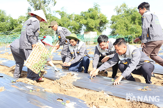 Nông dân được hướng dẫn kỹ thuật và trực tiếp xuống giống canh tác vụ trồng đầu tiên. Ảnh: TRẦN TRÚC