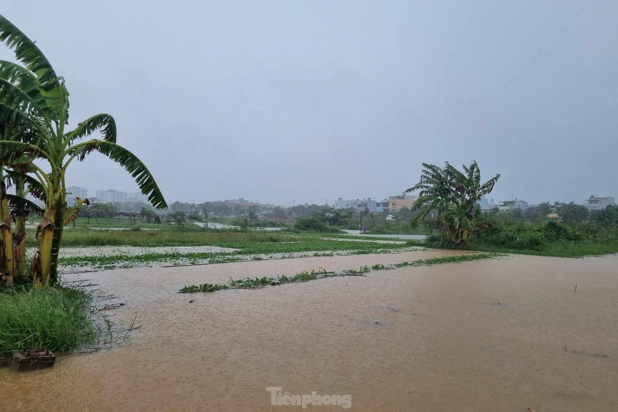 Nước bủa vây vùng rau lớn nhất Đà Nẵng sau mưa kéo dài, 'bà con không kịp trở tay' ảnh 2