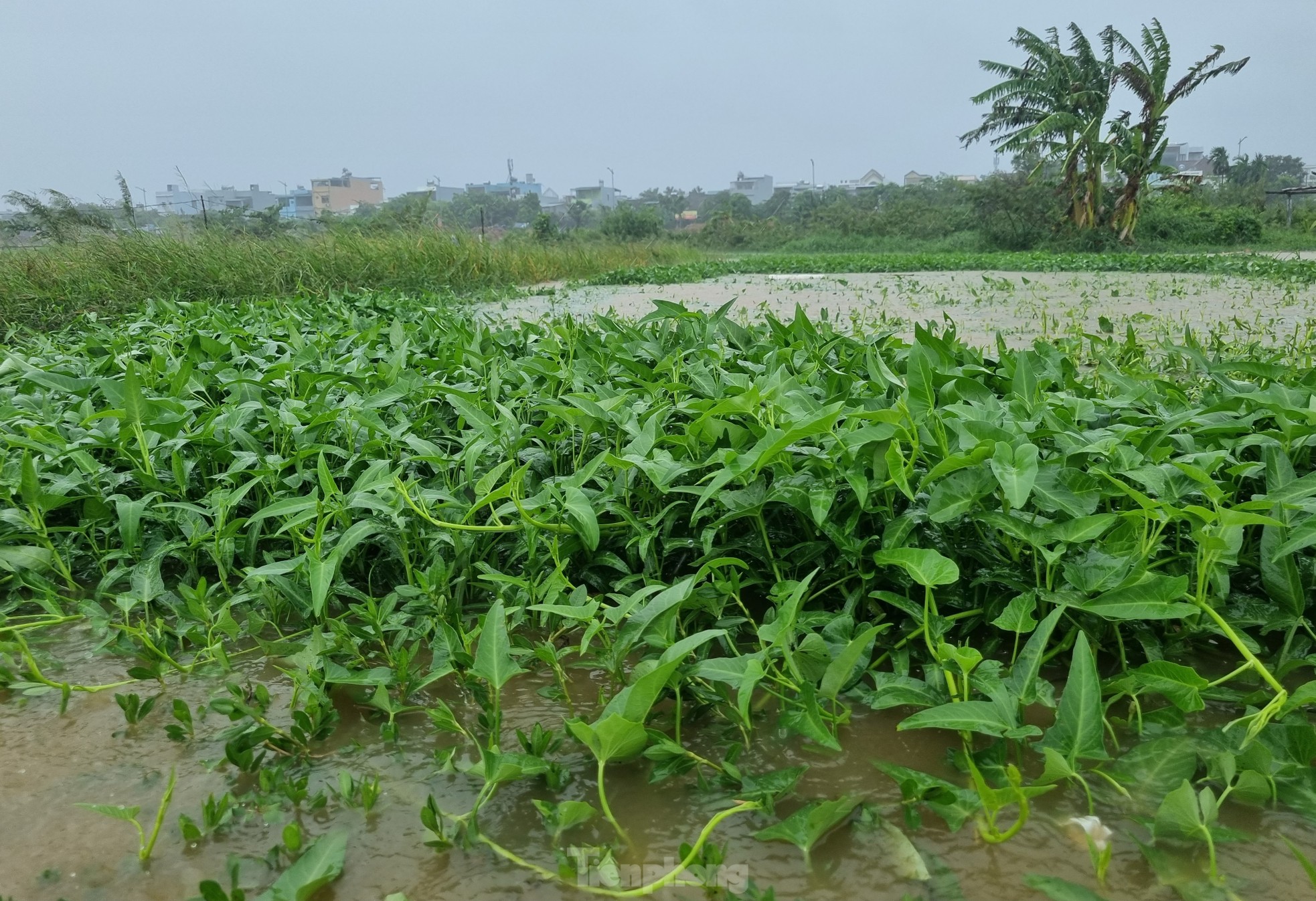 Nước bủa vây vùng rau lớn nhất Đà Nẵng sau mưa kéo dài, 'bà con không kịp trở tay' ảnh 4