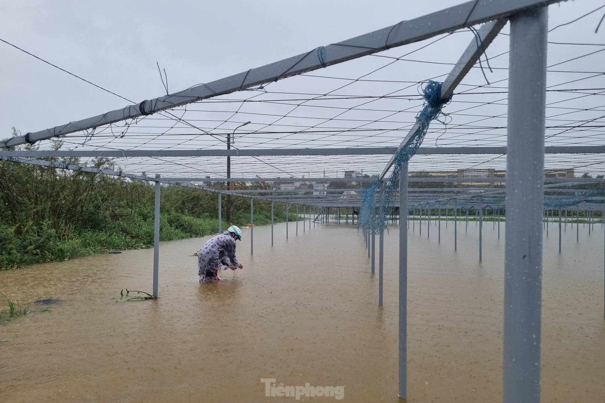 Nước bủa vây vùng rau lớn nhất Đà Nẵng sau mưa kéo dài, 'bà con không kịp trở tay' ảnh 9