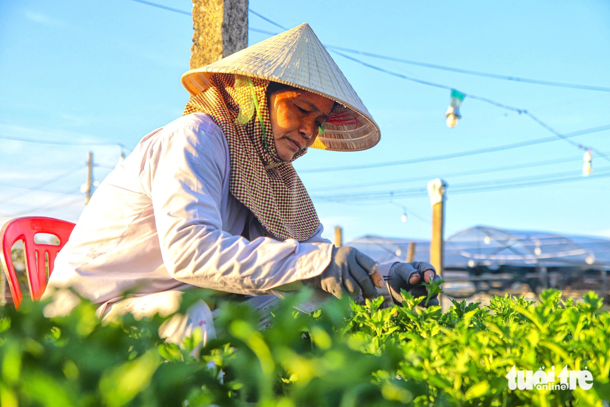 Làng hoa lớn nhất Đà Nẵng chong đèn xuyên đêm bước vào vụ hoa Tết - Ảnh 4.