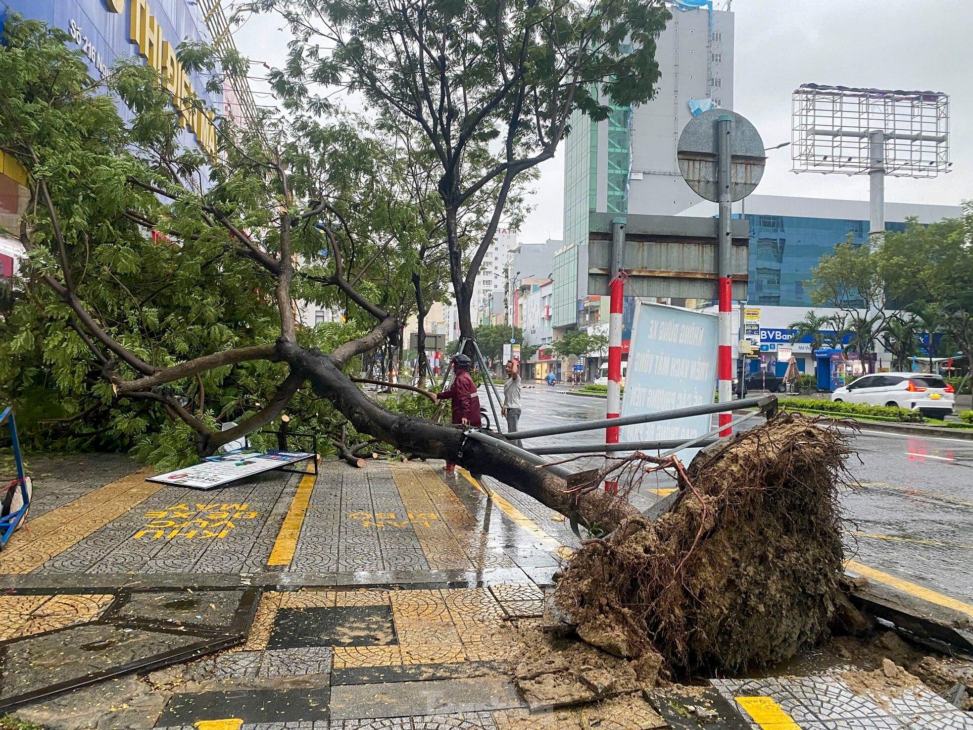 Bão số 6 áp sát, cây xanh gãy đổ la liệt ở Đà Nẵng ảnh 2