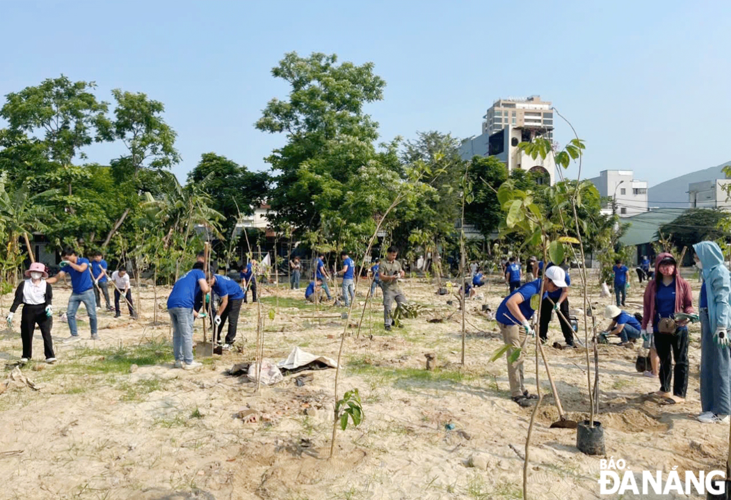 Các khu đất trống đang được một số địa phương trồng cây tạo mảng xanh giữa phố.  Ảnh: HOÀNG HIỆP