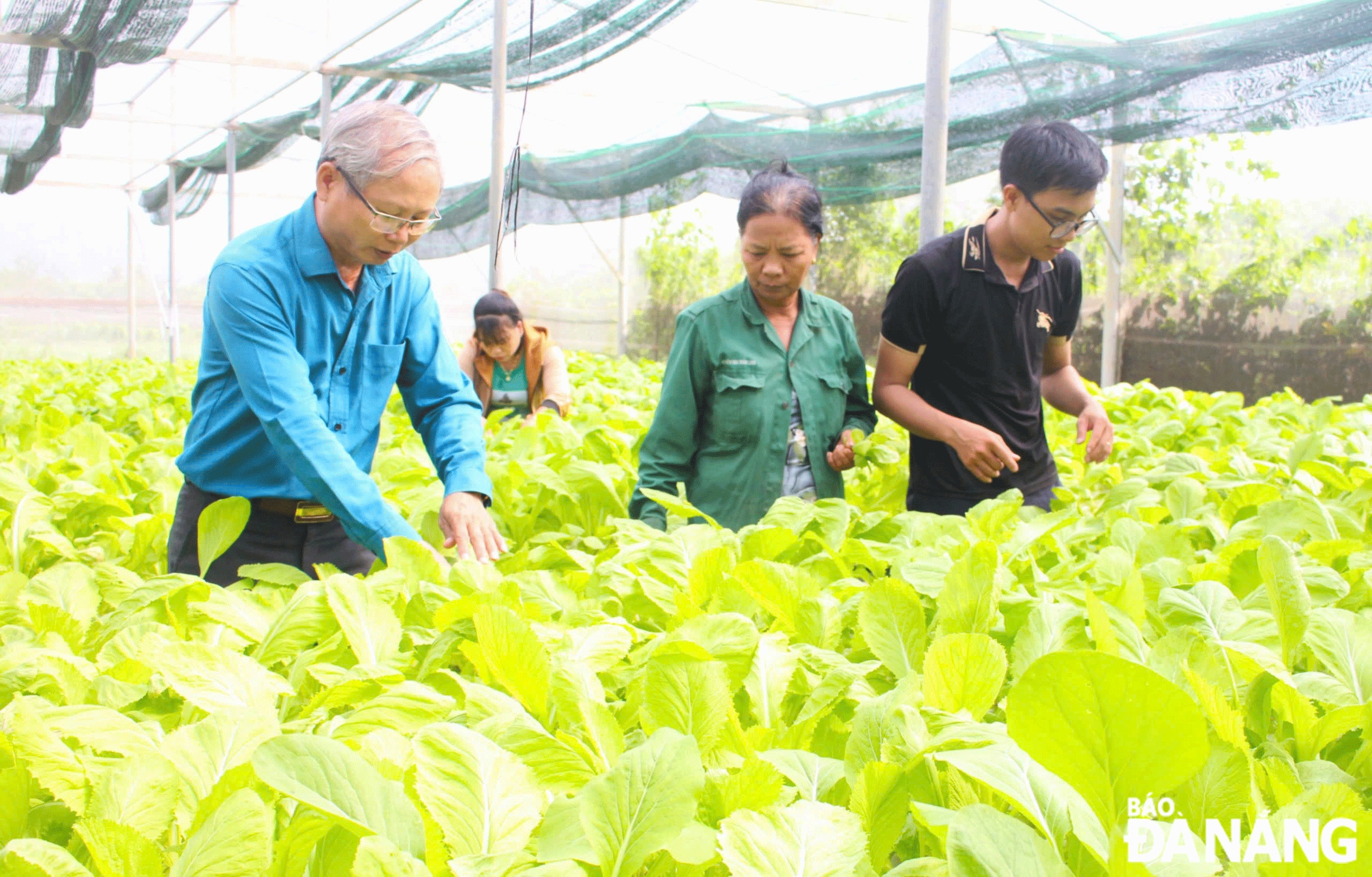 Vườn rau thủy canh (Hợp tác xã Dịch vụ sản xuất và tiêu thụ rau an toàn Túy Loan) là mô hình điểm, thu hút học sinh, sinh viên, du khách đến học tập, trải nghiệm. Ảnh: N.Q