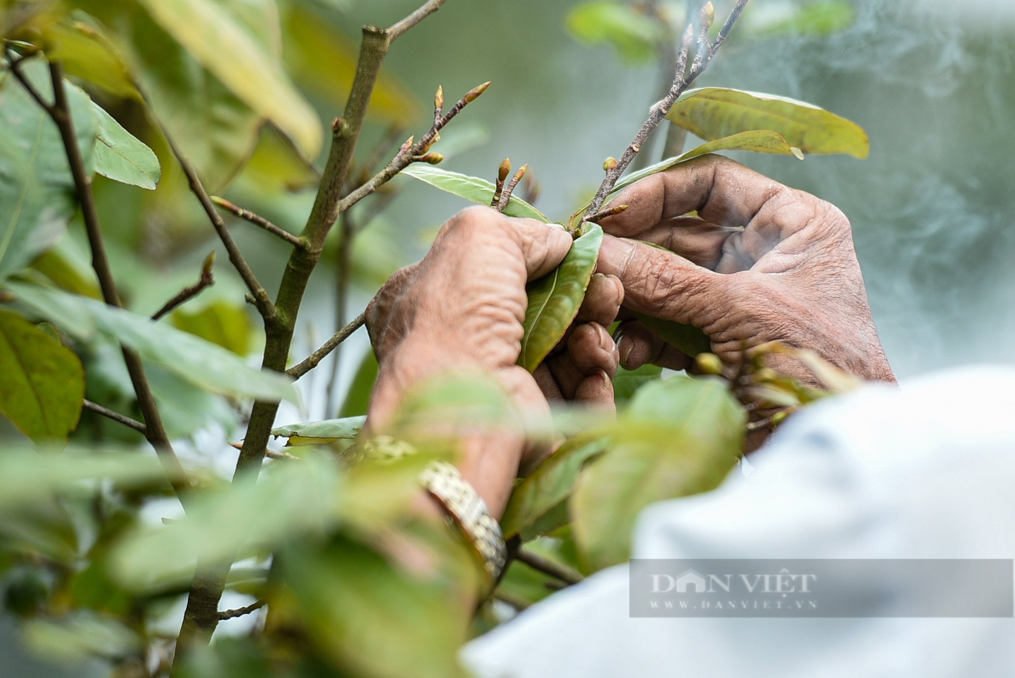 Đà Nẵng: Người trồng mai tất bật vặt lá trước ngày ra hội hoa Xuân- Ảnh 11.