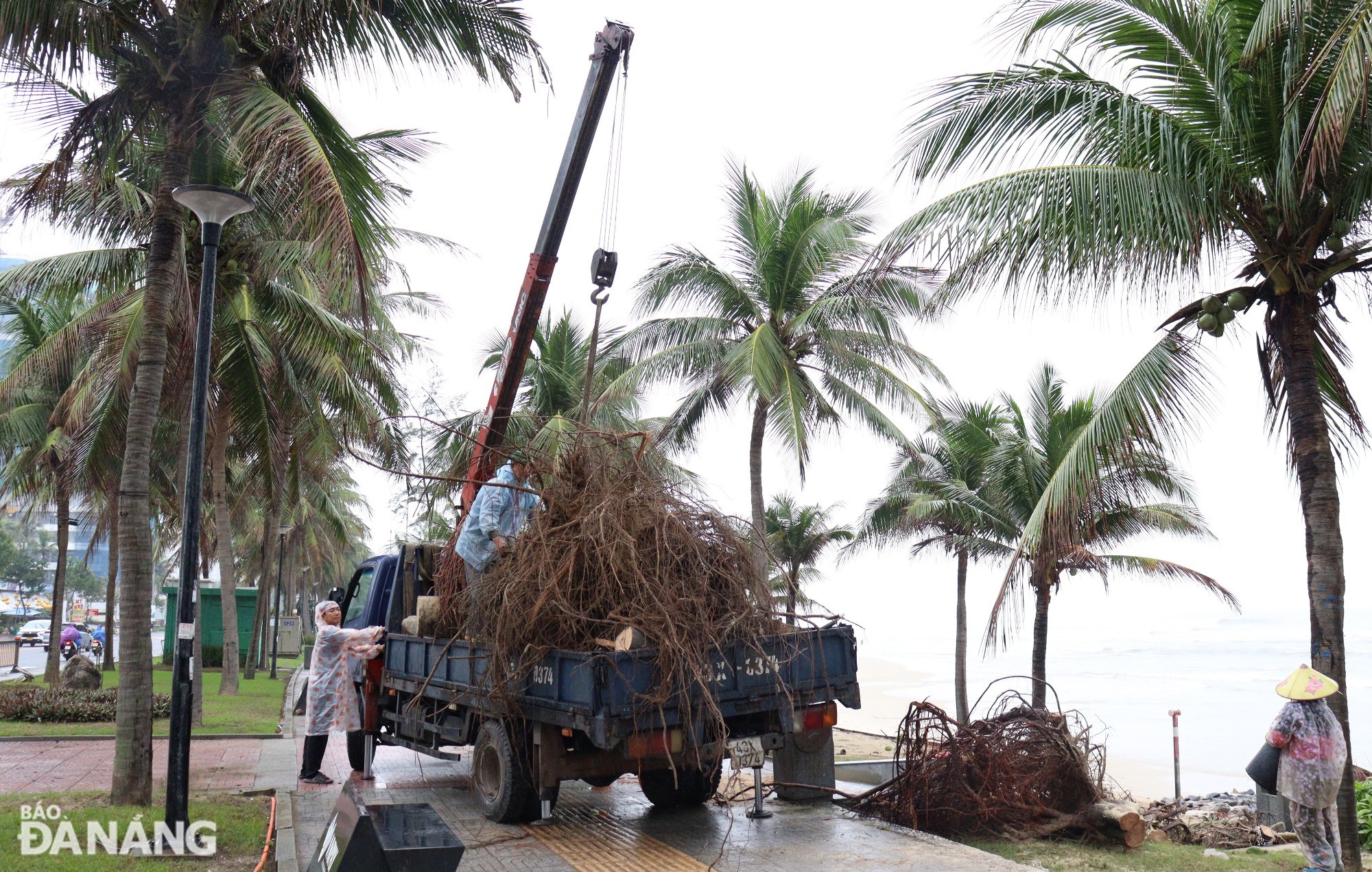 Một đơn vị đang thu gọn các gốc cây bị sóng biển quật ngã. Ảnh: HOÀNG HIỆP