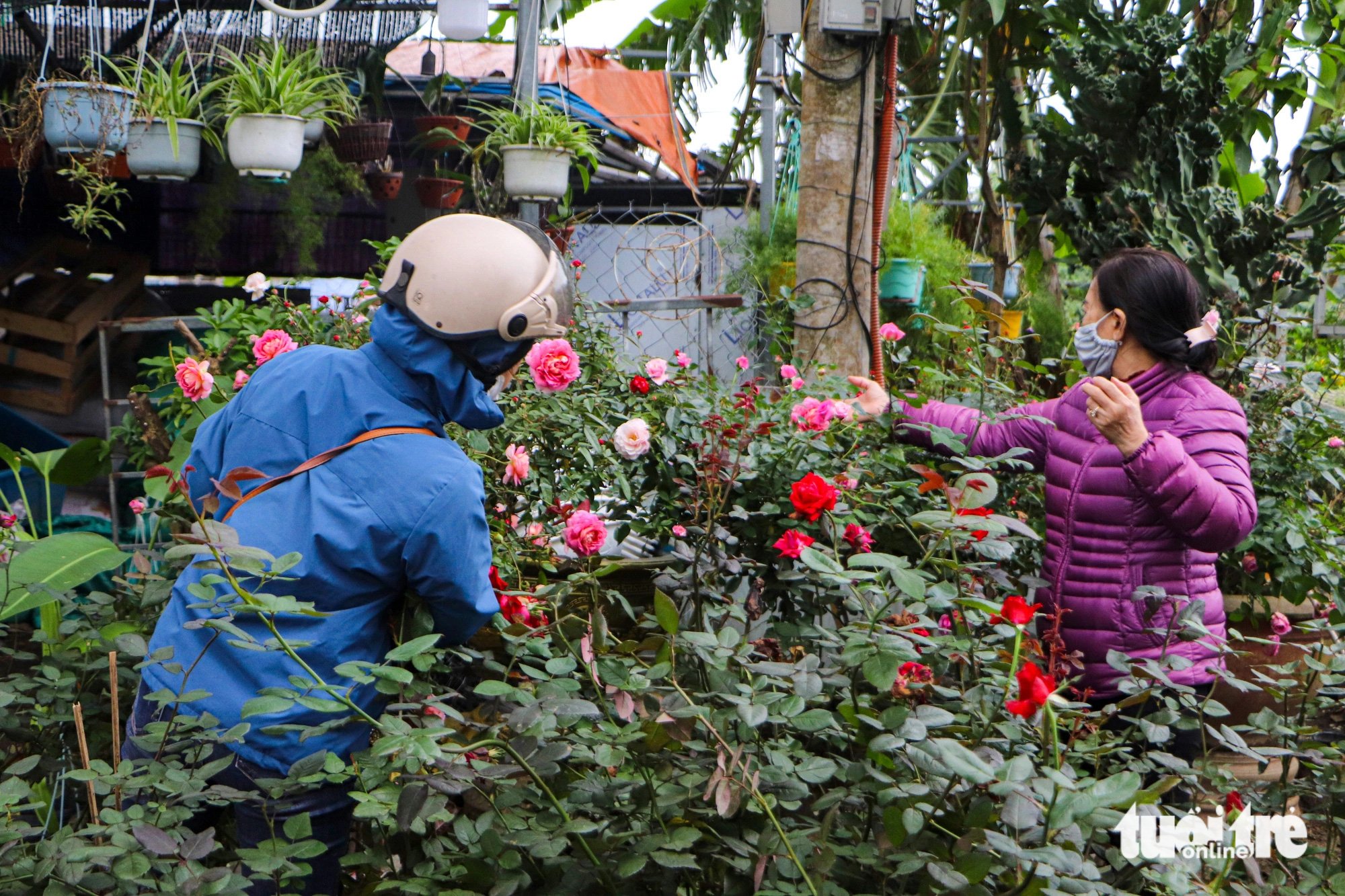 Đà Nẵng: Hoa Tết rực rỡ xuống phố, giá bình ổn - Ảnh 8.