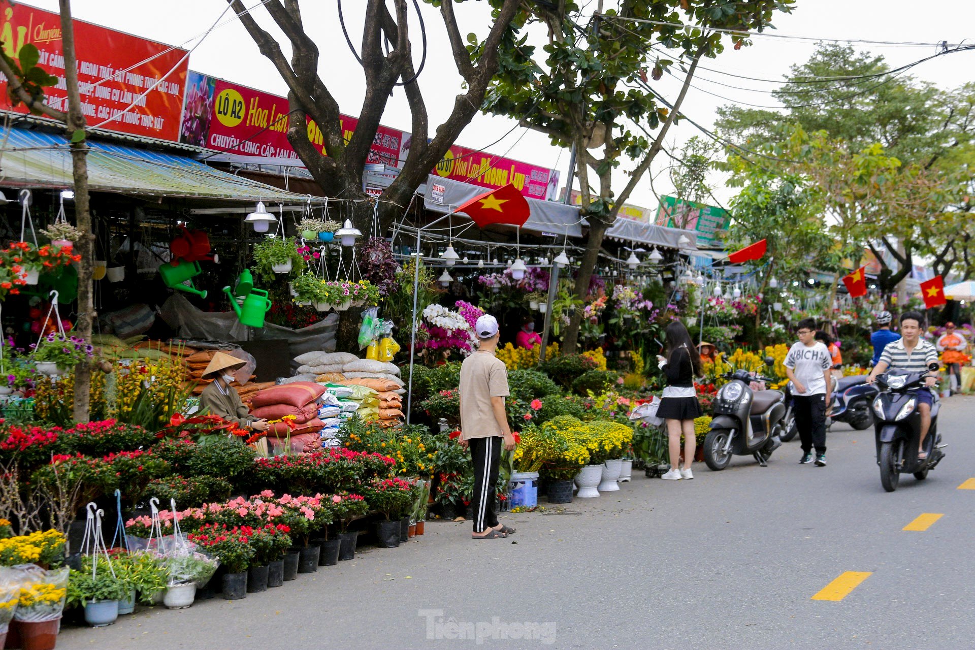 Rộn ràng không khí xuân ở chợ hoa Đà Nẵng ảnh 14