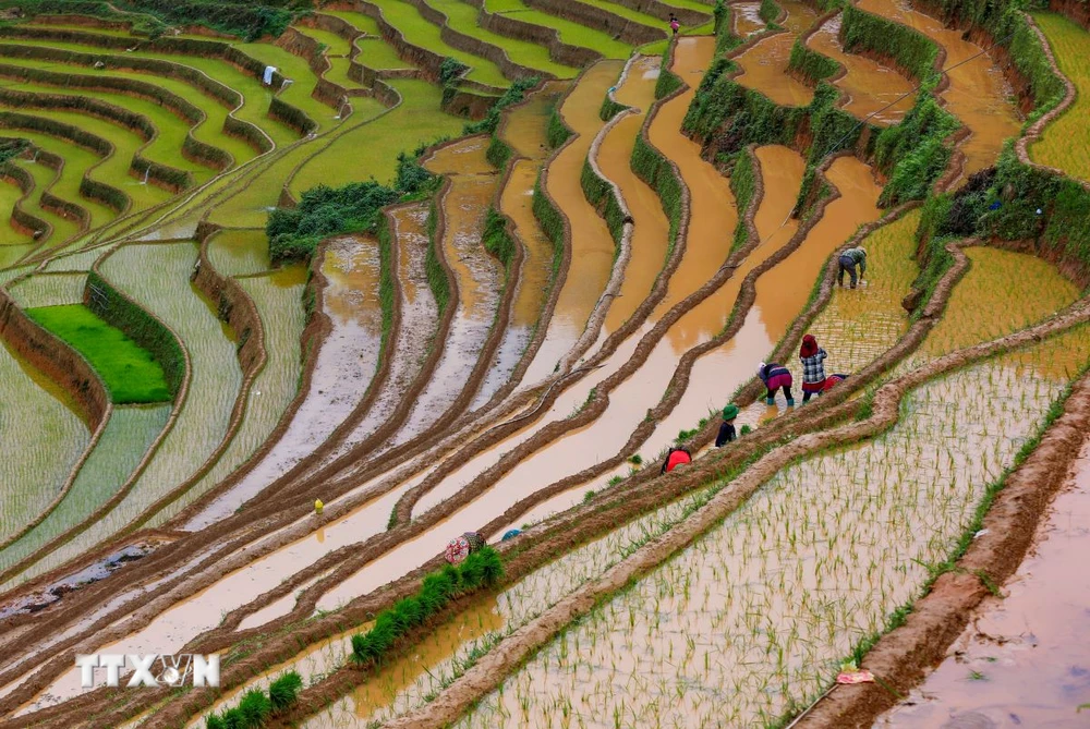 Ruộng bậc thang mùa nước đổ tạo nên một khung cảnh vô cùng ấn tượng, đẹp như bức tranh thủy mặc. (Ảnh: Tuấn Anh/TTXVN)