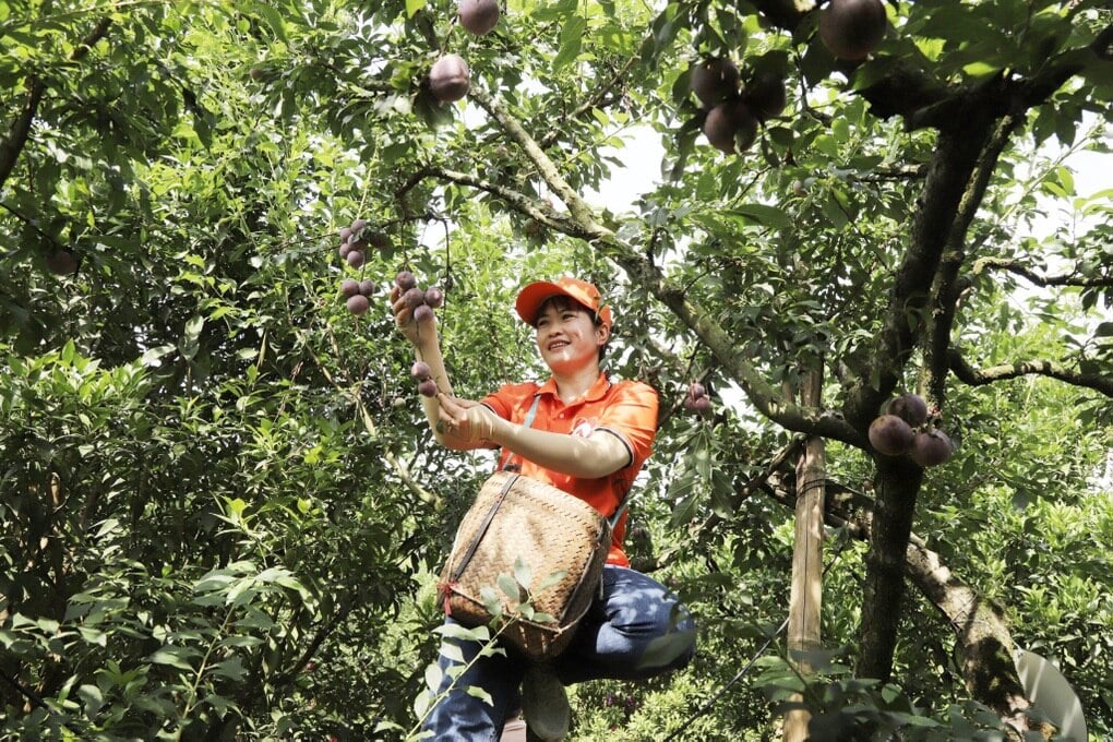 Du khách thích thú tham gia Ngày hội hái quả mận hậu Mộc Châu: - 2