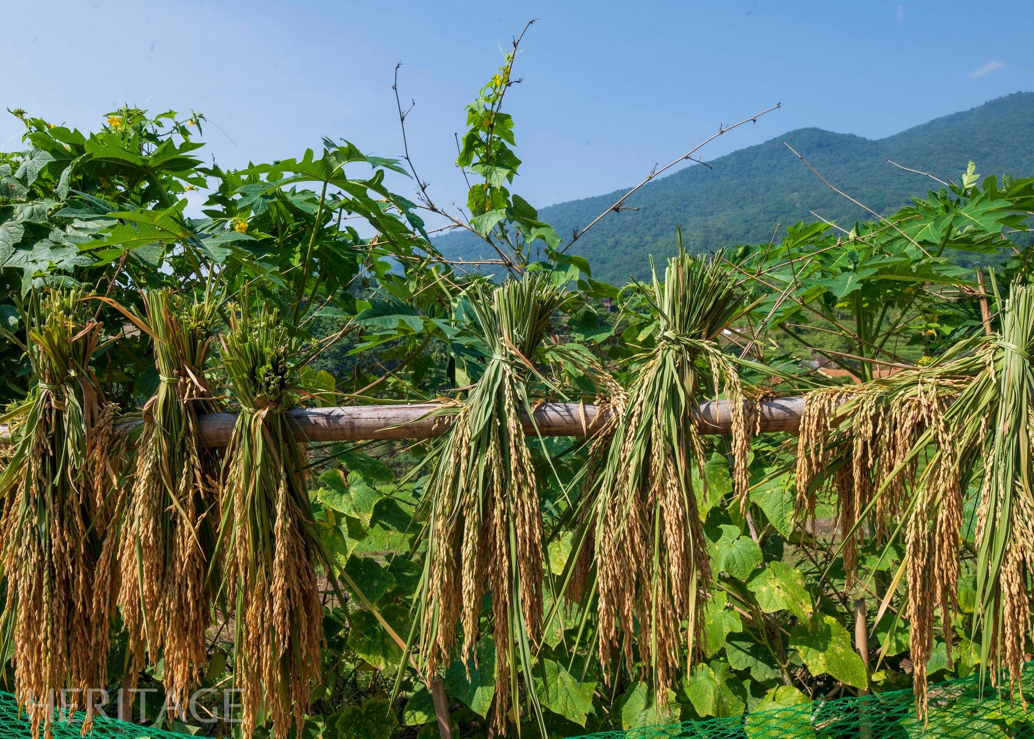 Không có mô tả ảnh.