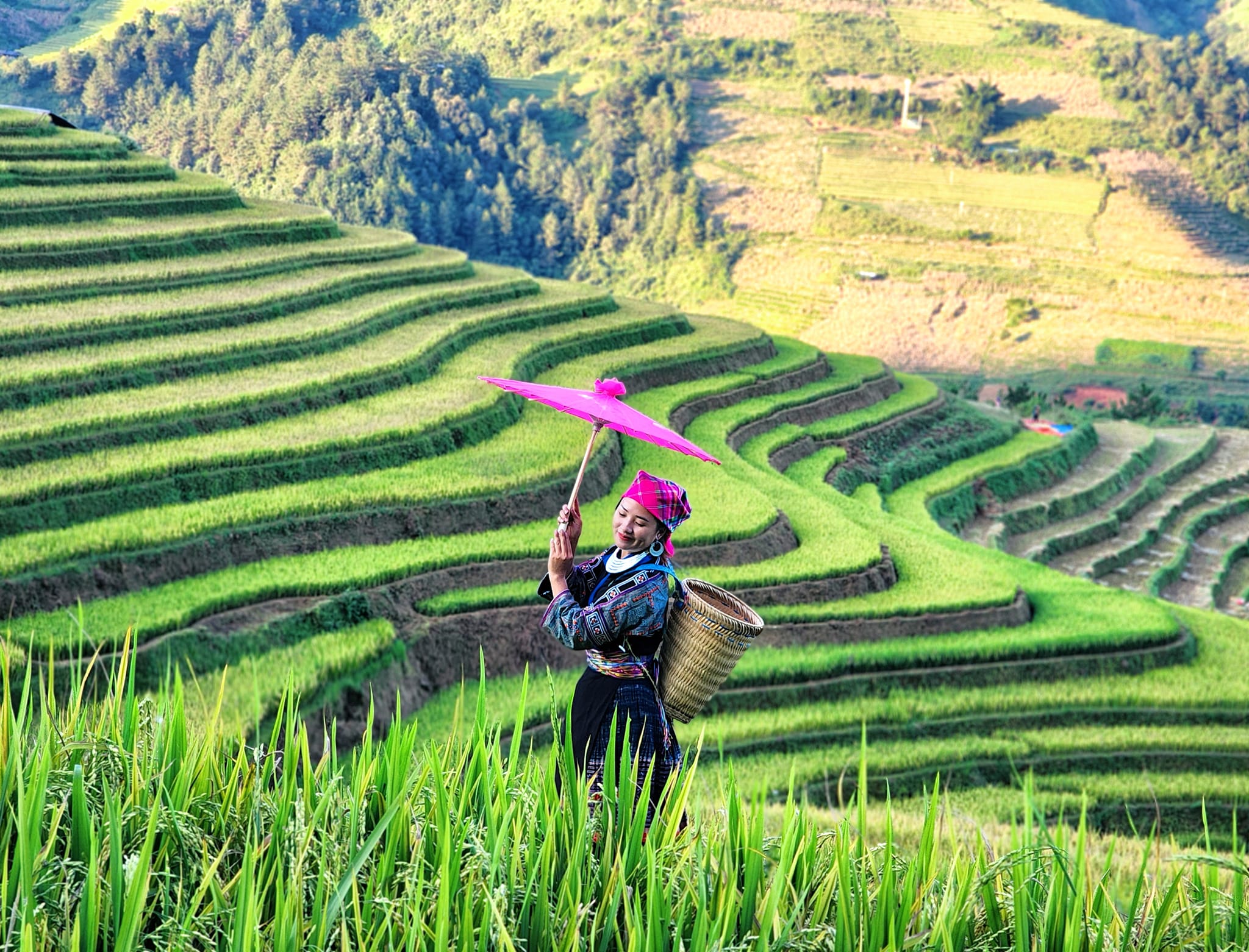 Những thửa ruộng bậc thang từ màu xanh lá chuyển dần sang vàng khi trổ bông chín, một số chỗ ở Mù Cang Chải đã có thửa gặt sớm. Ảnh: Giàng Hạnh Phúc