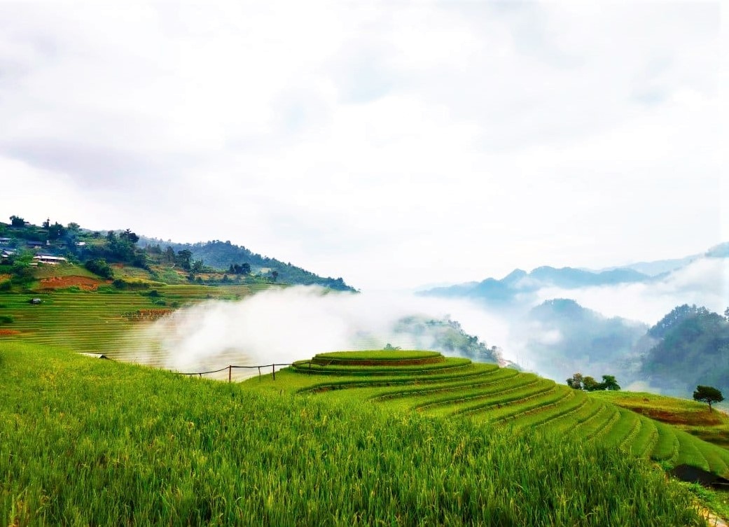 Đồi Mâm Xôi to đang mùa lúa chín, sáng sớm có mây vờn đẹp huyền ảo. Đây là một trong những điểm check-in nổi tiếng nhiều năm ở Mù Cang Chải, năm nào mùa thu cũng thu hút hàng trăm du khách đến chụp ảnh, tham quan nhưng năm nay sau bão Yagi du khách còn tâm lý e ngại nên rất vắng vẻ. Ảnh: Hờ Sinh