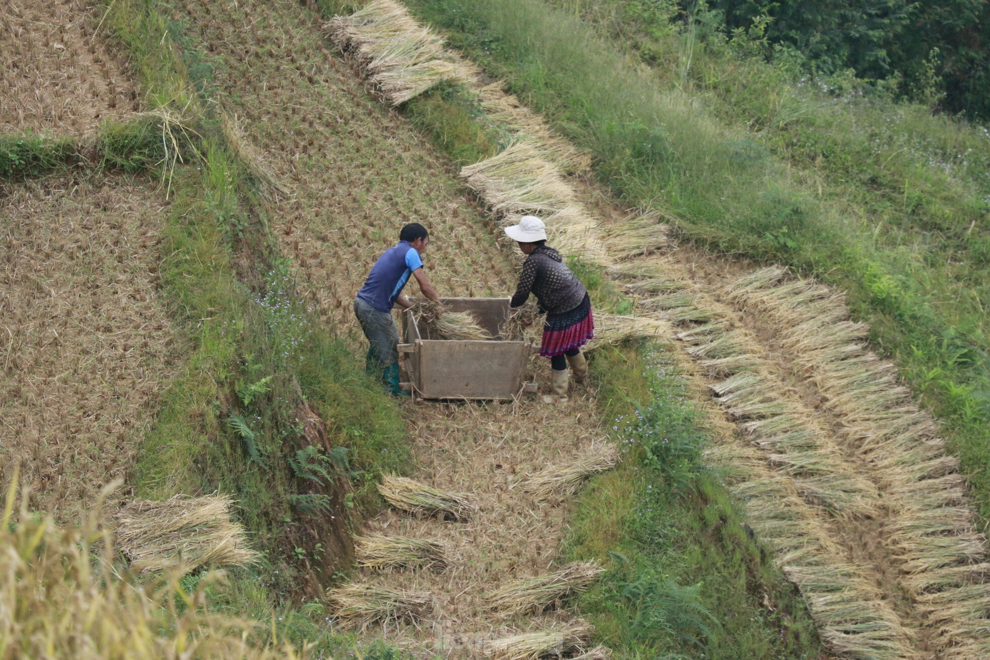 Sắc vàng rực rỡ trên những thửa ruộng bậc thang Mù Cang Chải ảnh 23