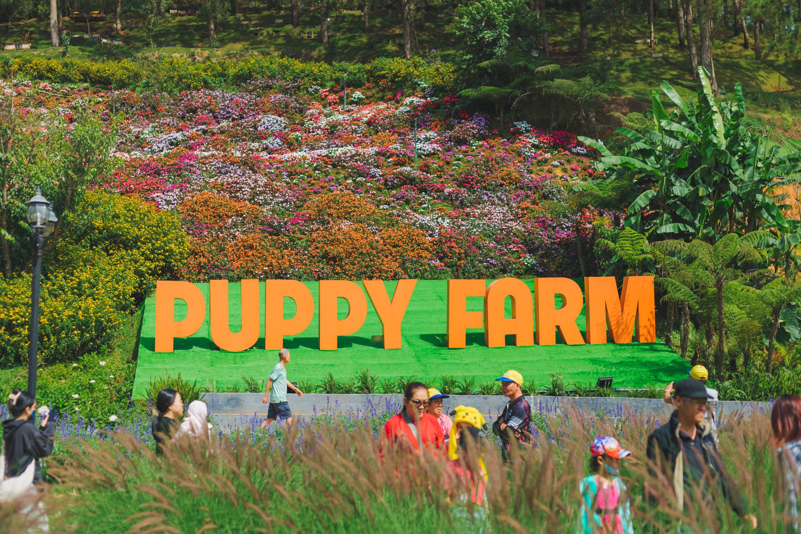 Hè 2024 Puppy Farm Đà Lạt có gì hấp dẫn?- Ảnh 7.