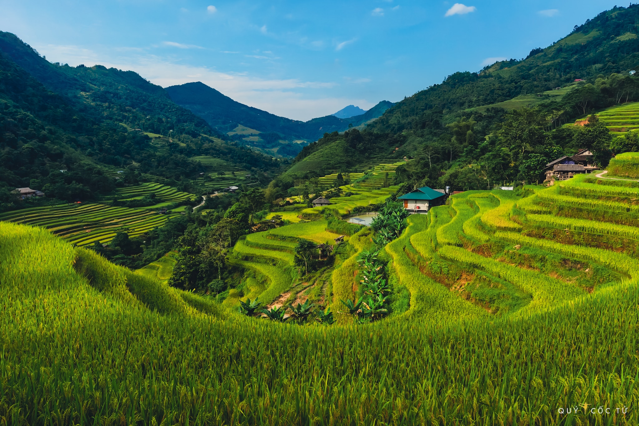 Bản Thông Nguyên, Hoàng Su Phì, Hà Giang khoác lên mình tấm áo vàng rực rỡ, mê hoặc lòng người. Ruộng bậc thang uốn lượn như những dải lụa vàng óng ả trải dài khắp các sườn đồi.