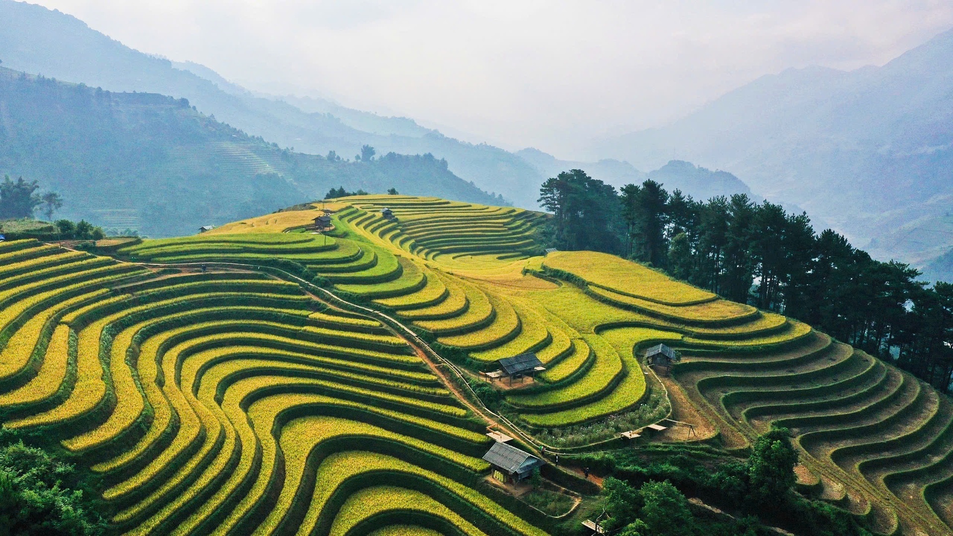 Mùa vàng trên những thửa ruộng bậc thang ở Mù Cang Chải - 8