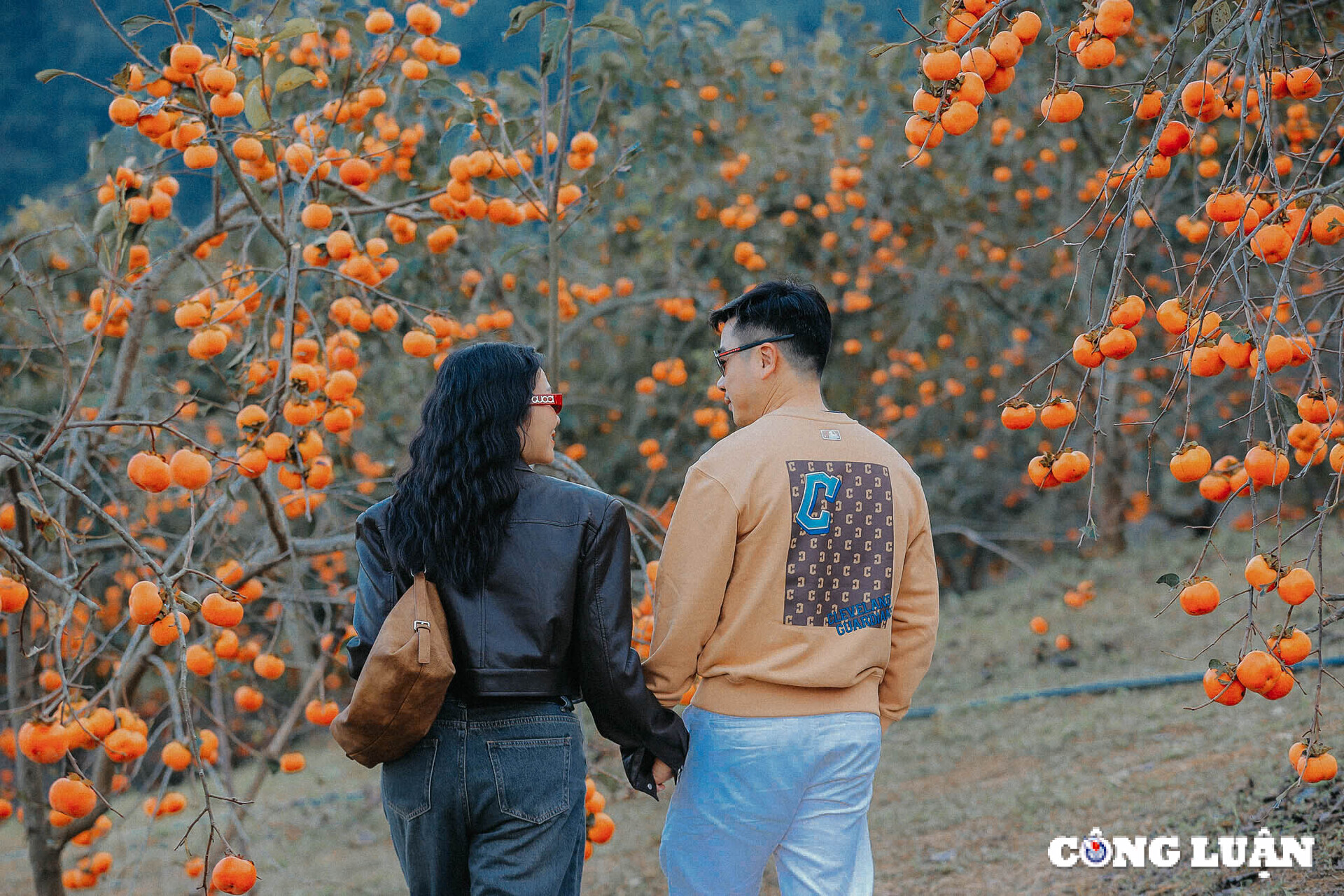 den moc chau lac minh vao mua hoa khoe sac qua chin hong hinh 3