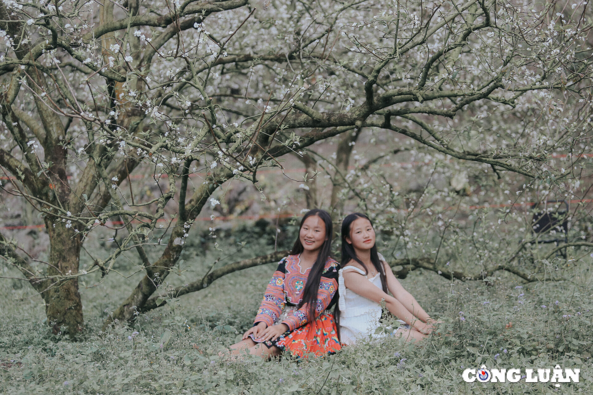 den moc chau lac minh vao mua hoa khoe sac qua chin hong hinh 6