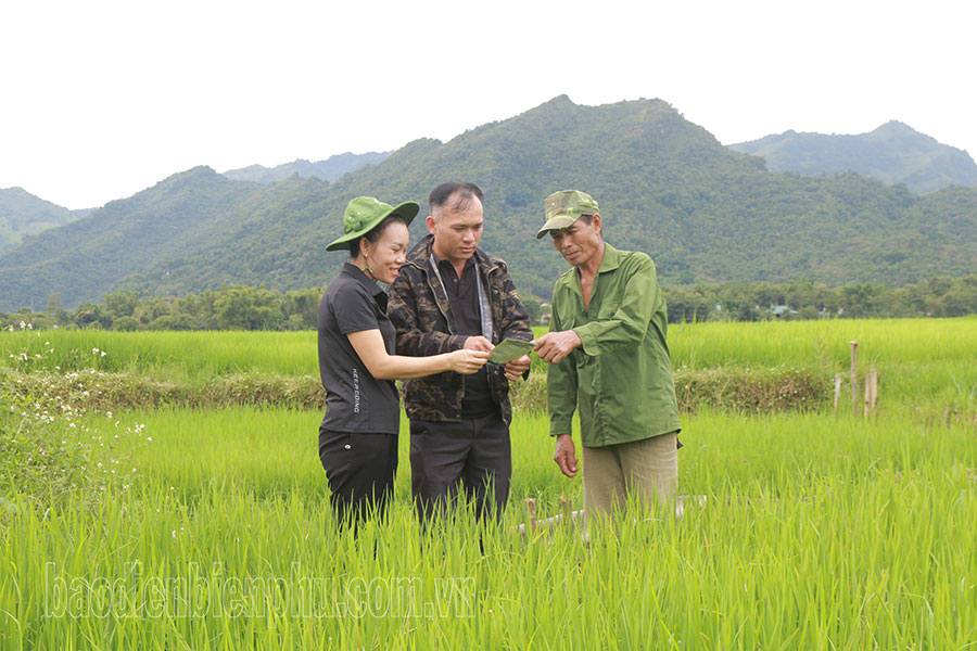 Hơn 1.000ha lúa nhiễm sinh vật gây hại