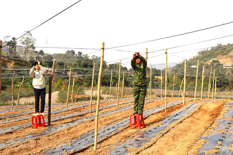 Phát huy hiệu quả các dự án hỗ trợ phát triển sản xuất