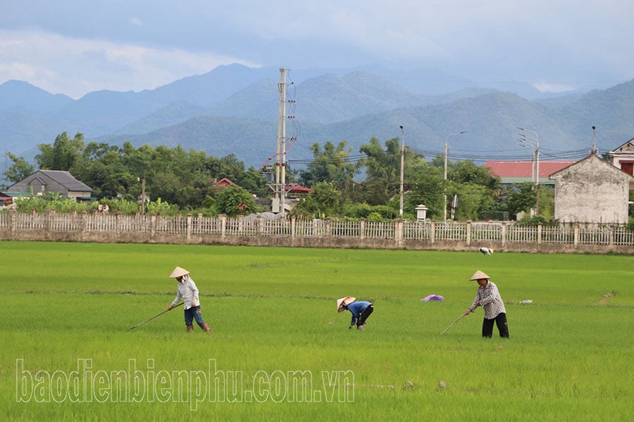 Tập trung chăm sóc cây trồng vụ hè thu