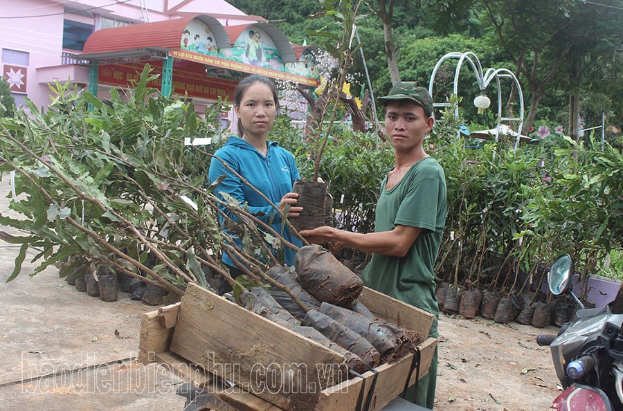 Tuan Giao distributed nearly 257,000 macadamia seedlings to people.