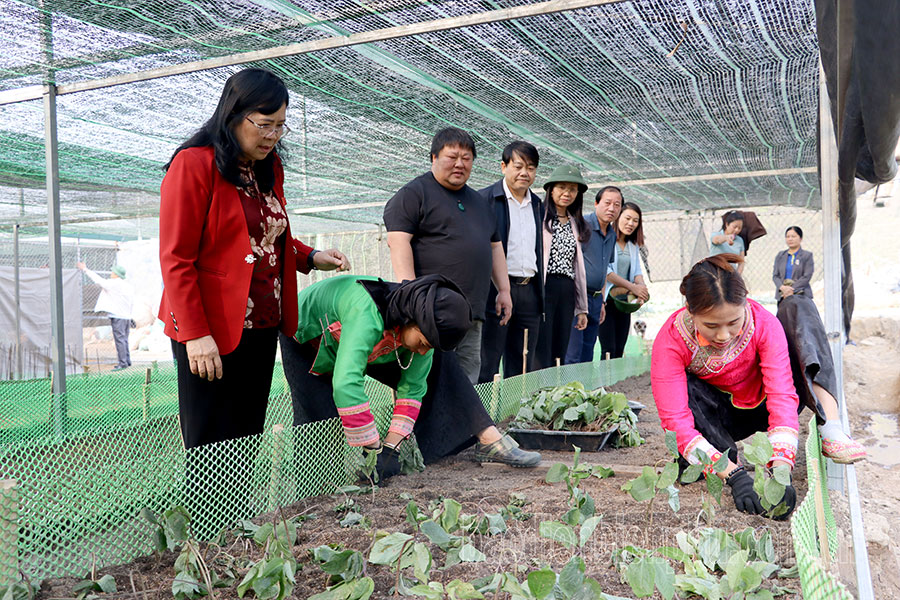 Khai thác hiệu quả kinh tế rừng