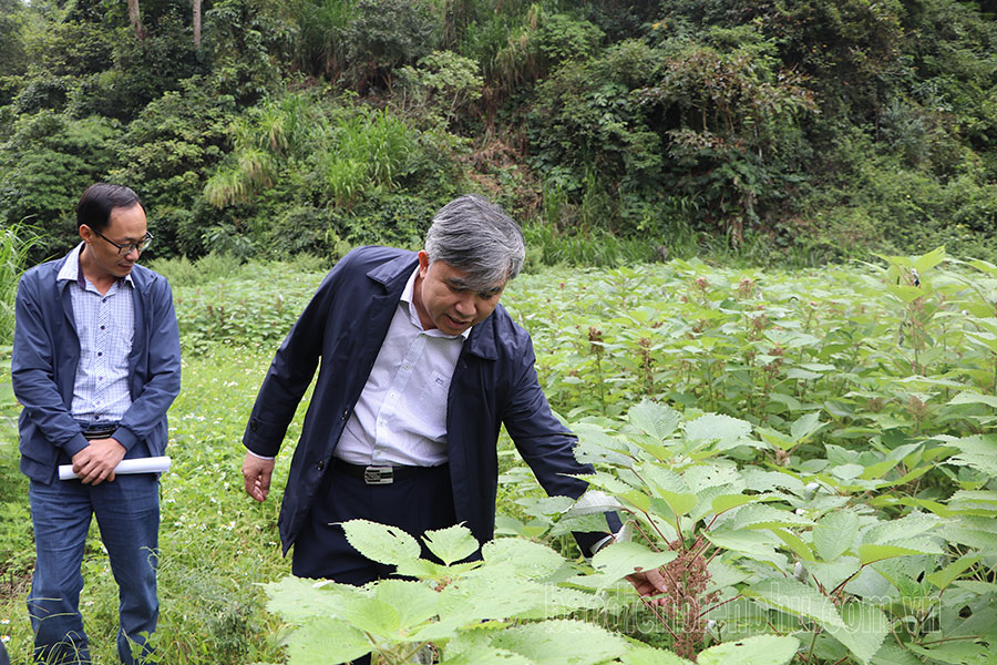 省人民委員会副委員長のロー・ヴァン・ティエン氏がトゥア・チュア地区を視察し、活動を行った。