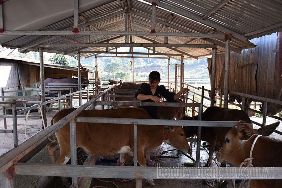 Chăn nuôi gắn với phòng dịch bệnh