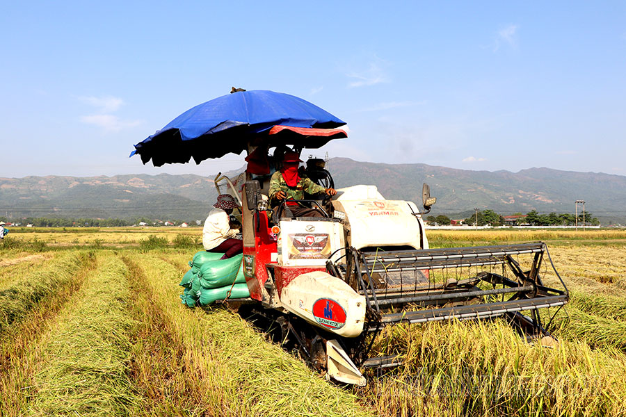 Dien Bien district attracts investment in agriculture