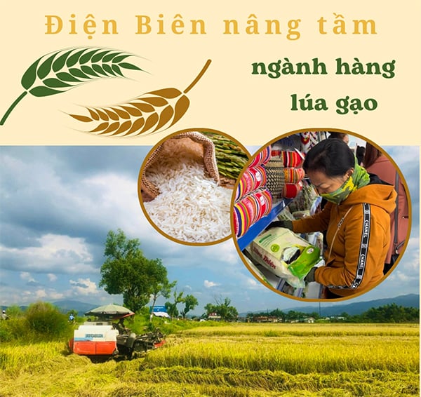 Điện Biên nâng tầm ngành hàng lúa gạo