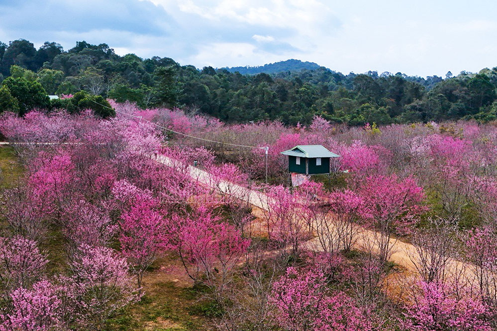 Les cerisiers en pleine floraison avant la cérémonie d'ouverture