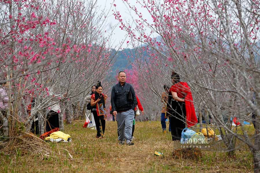 Ông Trần Lệ - chủ đảo hoa anh đào - cho biết, từ năm 2006, đã mang giống hoa anh đào quý hiếm từ Nhật Bản về trồng tại vùng đất này. Sau gần hai thập kỷ chăm sóc tỉ mỉ, hàng nghìn cây anh đào giờ đây đã nở rộ, tạo nên một khung cảnh tuyệt đẹp.