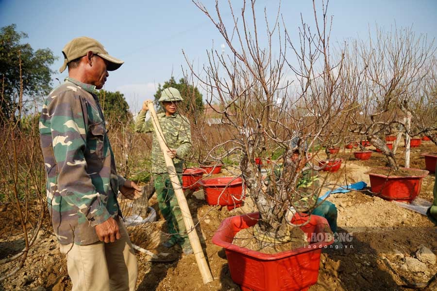 Người dân Điện Biên đang tất bật chăm sóc vườn cây với hy vọng trong mùa Tết này.