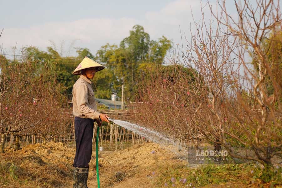 Anh Hà Ngọc Linh chăm sóc vườn đào.