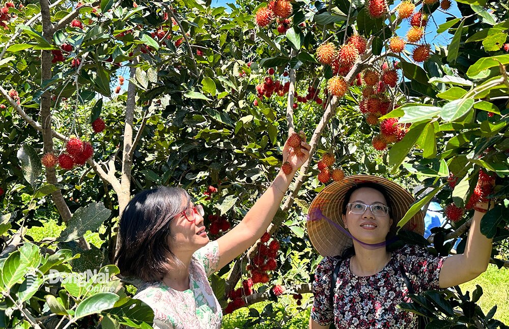 Tháng 7 là thời điểm thu hút khách đến nhà vườn cao vì trái cây chín rộ