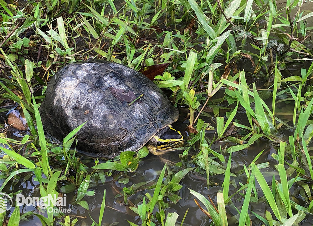 Rùa núi vàng (Indotestudo elongata) là loài bản địa phân bố khắp Việt Nam, có thể gặp ở nhiều tỉnh thành từ Nam chí Bắc.